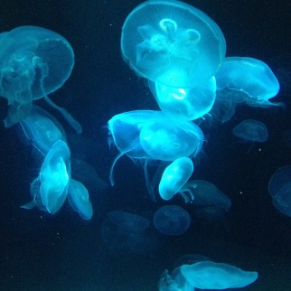 Jelly-fish were the best part of the visit. I even took some videos to capture their motion. Love this picture too!